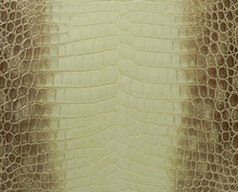 Nile Crocodile - Green - Himalayan