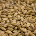Weyermann® Eraclea Malt, 55 lb **Available for pick up instore only**