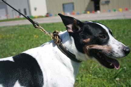 tan dog collar