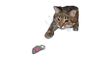 cat-mouse-toy-295.jpg