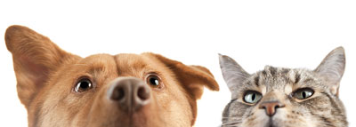 dog-cat-looking-up-400.jpg