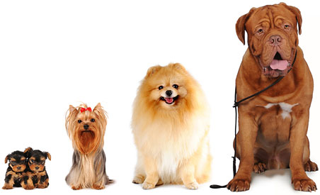 dog-group-452x275.jpg