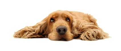 golden-retriever-425x180.gif