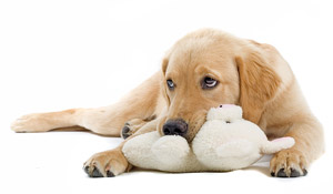 retriever-rabbit-300x175.jpg