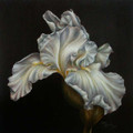 White Iris (Download)