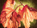 Backlit Autumn Leaves