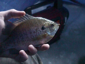 keeponfishin.jpg keeponfishin.jpg