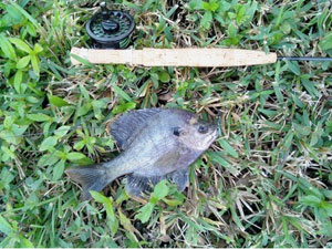 panfishgalore.jpg panfishgalore.jpg