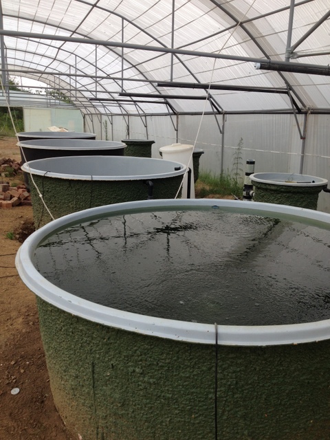 myaquaponics - valverde country restaurant commercial