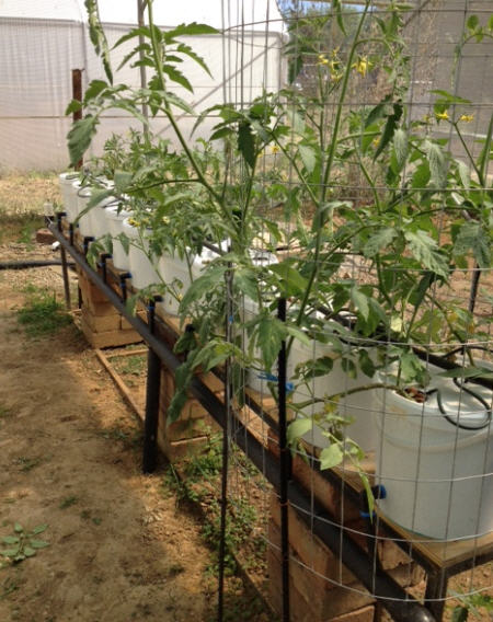 aquaponics system with best view in africa - myaquaponics