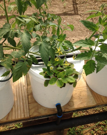 how to build a dutch bucket plant grow area for your