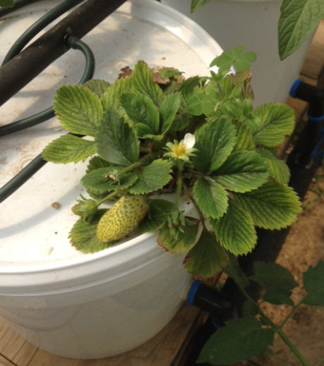 Aquaponics bacteria Outback food producers experiment with new ways to grow crops on barren opal fields