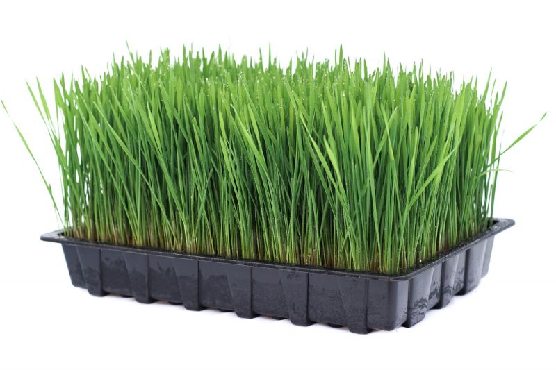 wheat-grass-tray.jpg