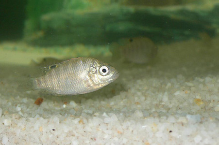 What do you feed tilapia in aquaponics Michael Amadori