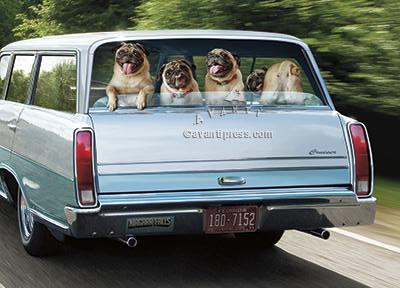 dogs in station wagon birthday card