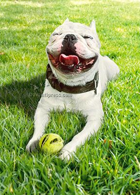 smiling dog with ball birthday card