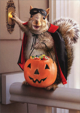 solo squirrel trick or treating | halloween