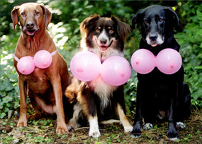 dogs with pink balloons birthday