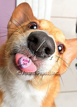 dog and candy heart | valentine