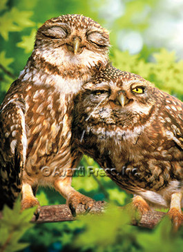 cuddling owls | valentine