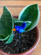 flower plant sticks, blue bird