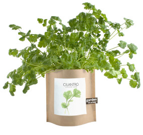 garden in a bag - cilantro