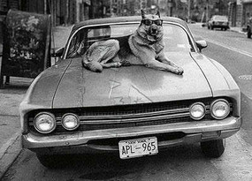 dog on car black & white birthday card