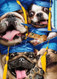 dogs in photo booth graduation card