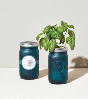 basil garden jar