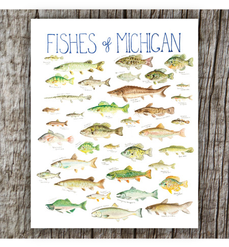 fishes of michigan 8 X 10 print
