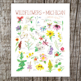 wildflowers of michigan 8 X 10 print