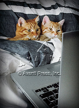two cats in a bed laptop | valentine's day