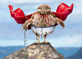owl superstar birthday card