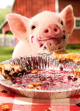party pig pie plate birthday card
