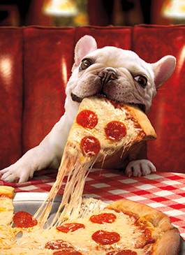 dog with cheesy pizza slice birthday card