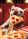 dog with cheesy pizza slice birthday card