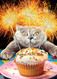cat with sparkler cake birthday card