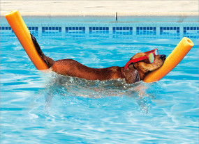 dog on pool noodle retirement card