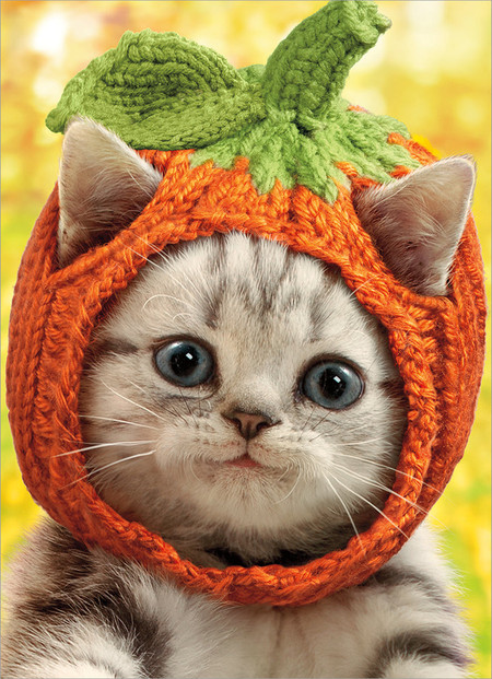 kitty knit pumpkin hat halloween card