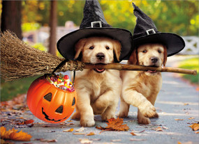 golden puppies with broom stick halloween