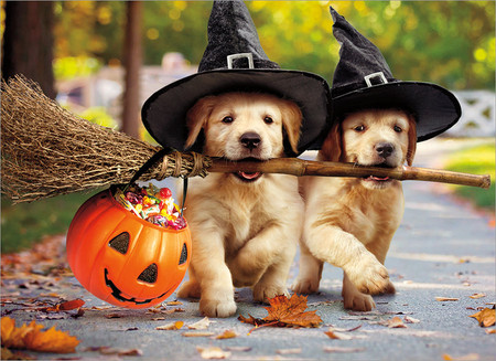 golden puppies with broom stick halloween
