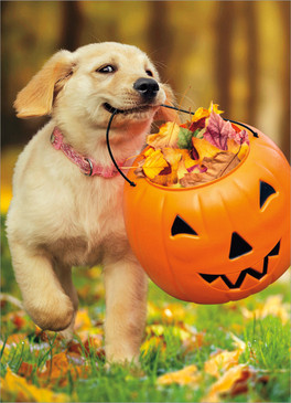 puppy with pumpkin bucket halloween