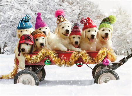 puppies in a wagon | holiday - catching fireflies