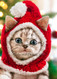 kitten in santa hat