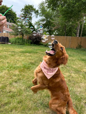 bubblelick flavored bubbles