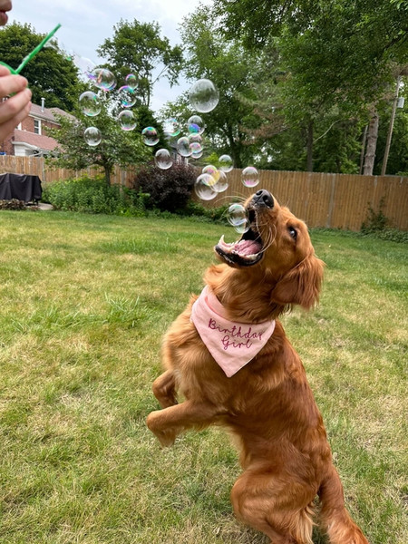bubblelick flavored bubbles