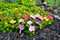 peek-a-boo flowers petitepeek-a-boo flowers petite