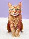 orange tabby cat pop-up greeting cards