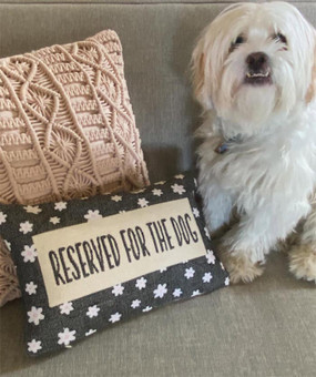 reserved for the dog pillow