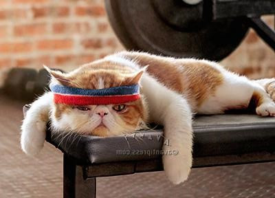 cat on a workout